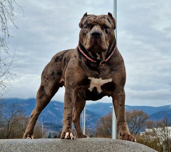 American Bully XL XXL - 3