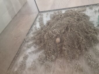 Pheidole Indica - Invazivný Druh - 3