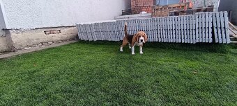 Beagle - 3