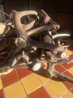 Jelenie parožie - 3