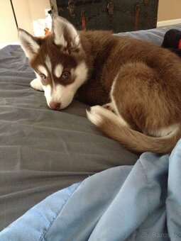 Sibirský husky Sučka s PP - 3