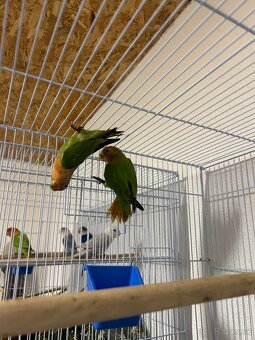 Agapornis ružovohrdlý - 3