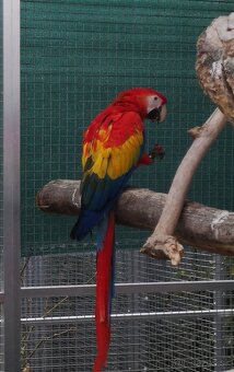 ARA arakanga macao - 3