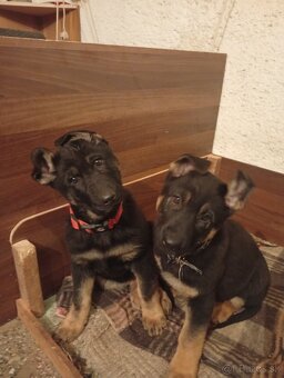 Nemecký ovčiak - 3