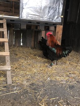 Predám nasadove vajcia - 3