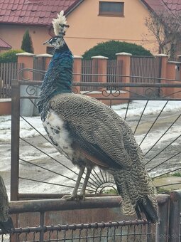 Pávy -9mesačné - 3