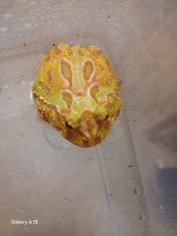 Rohatka cranwelova - 3