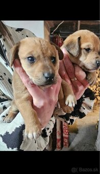 Jazvečik kratkosrsty - 3