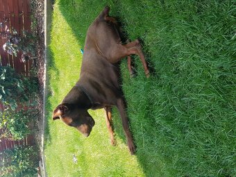 DOBERMAN - 3