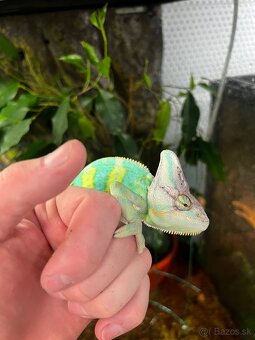 Chameleon - 3
