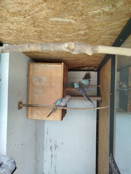 Papagaj alexandrin modrý - 3