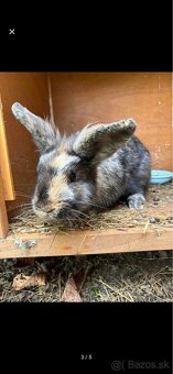 Králiček levík - 3