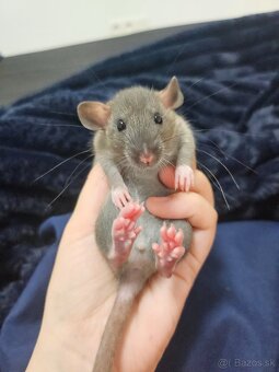 Darujem potkaníky - 3
