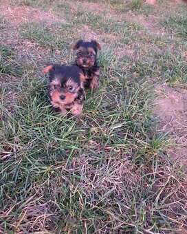 Yorkshirsky terier - 3