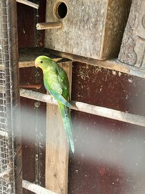 Baraband - papagáj nádherný - 3