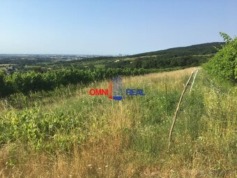 Obrábaný vinohrad Svätý Jur, smerom na Bratislavu, lokalita - 3