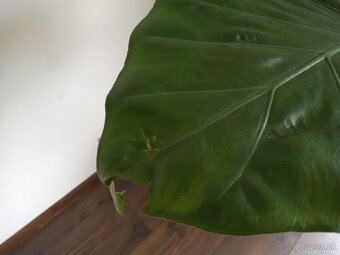Alocasia macrorrhiza - 3