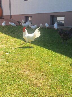 Kohuty leghorn, australorp - 3