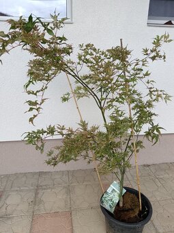 Japonský javor ukigumo - 3