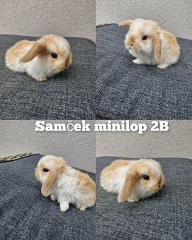 Minilop, zakrsly baranček , zakrsly kralik, zajko - 3