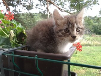Mainska myvalia (maine coon) - 3