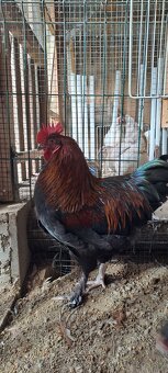 Marans - 3