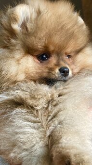 Pomeranian s PP FCI - 3