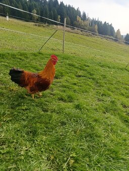 Predám kohúta Hempšir - 3