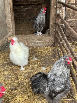 Predám kohúty hodvábničky - 3