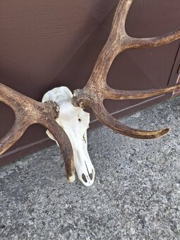 Trofej, parožie, zhody - 3