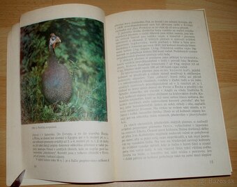 Bažanti a ostatní hrabaví - 3