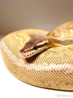 PYTHON REGIUS SAMICE VHODNÉ DO CHOVU ALEBO NA MILÁČIKA - 3