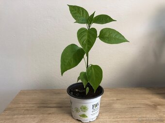 Chilli sadenice - 3