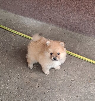 Nemecký trpaslicí špic typ pomeranian - 3
