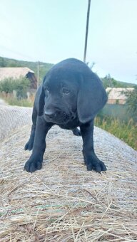 Šteniatka čistokrvného labradora - 3