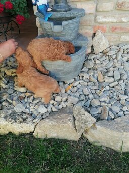 Predam stenata pudel maly - 3