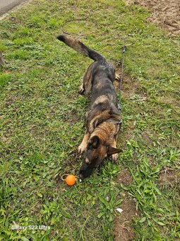 NEMECKÝ OVČIAK - 3