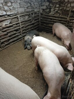 Prasce na predaj - 3