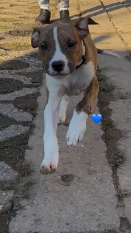 Americký Stafordšírsky Terier  s PP - 3