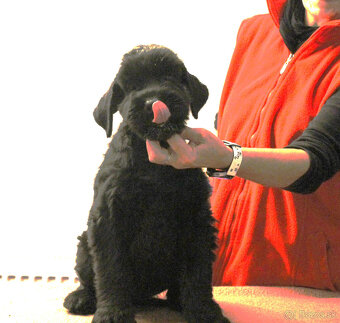 BRADAČ VEĽKÝ ČIERNÝ pejsek s PP - 3