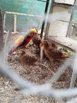 Predám bažanty zlate - 3