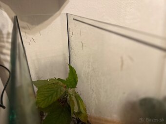 Pakobylka rožkatá – mladé jedince na predaj - 3