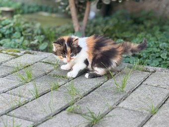 Dlhosrsta mačička trojfarebná - 3