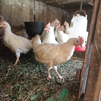 Ponúkame kohúty - 3