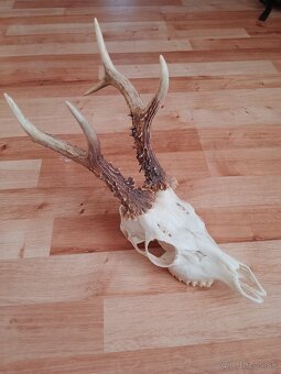 Parohy,parozie, trofeje, trofej - 3