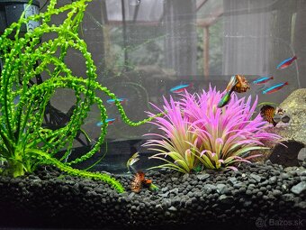 Akvarium 17l - 3