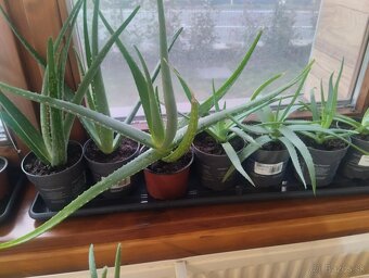 Aloe vera - 3