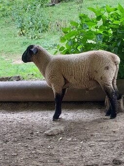Suffolk - 3