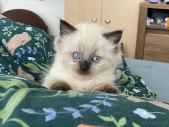 Ragdoll - 3