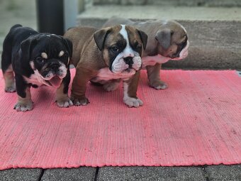 Anglicky buldog,bulldog - 3